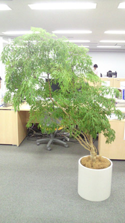観葉植物