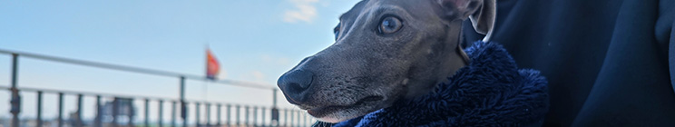 愛犬と理想の暮らしを求めて
