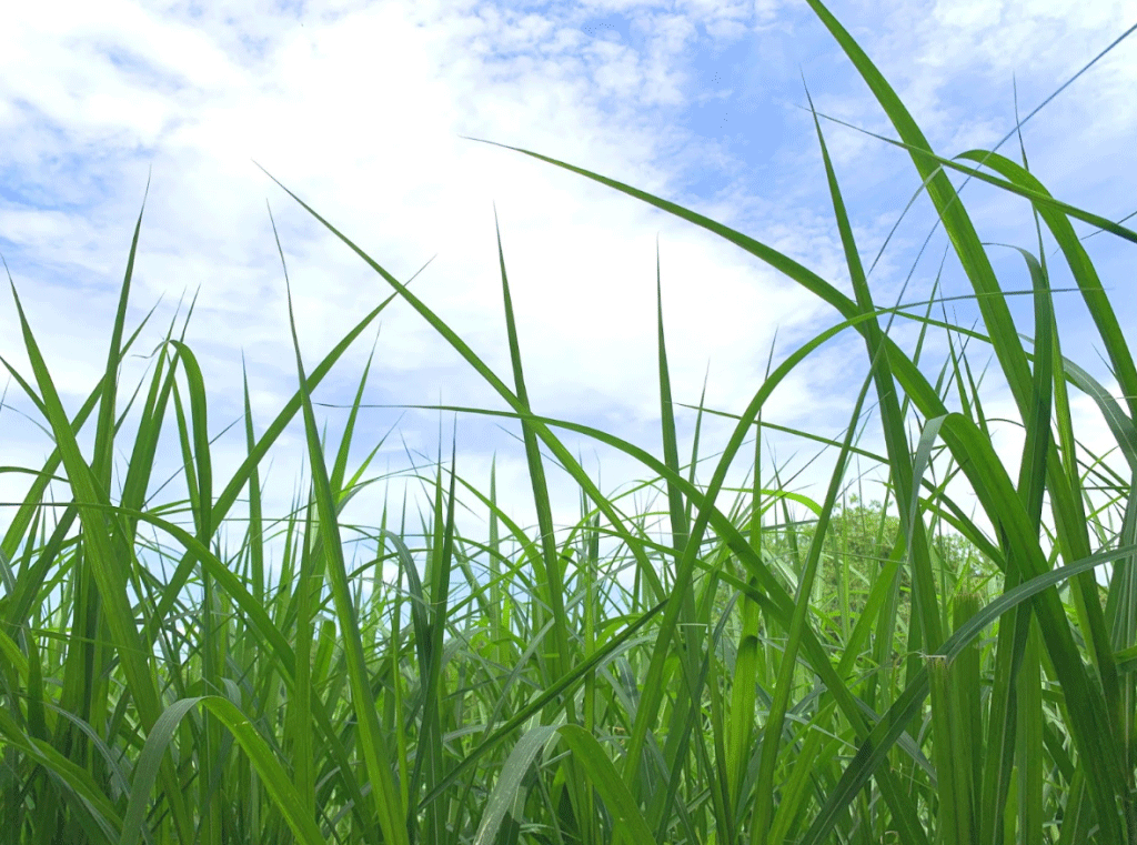 庭づくりのための雑草対策！おしゃれに雑草をカバーする方法と雑草の 