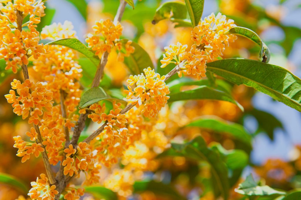 金木犀,キンモクセイ