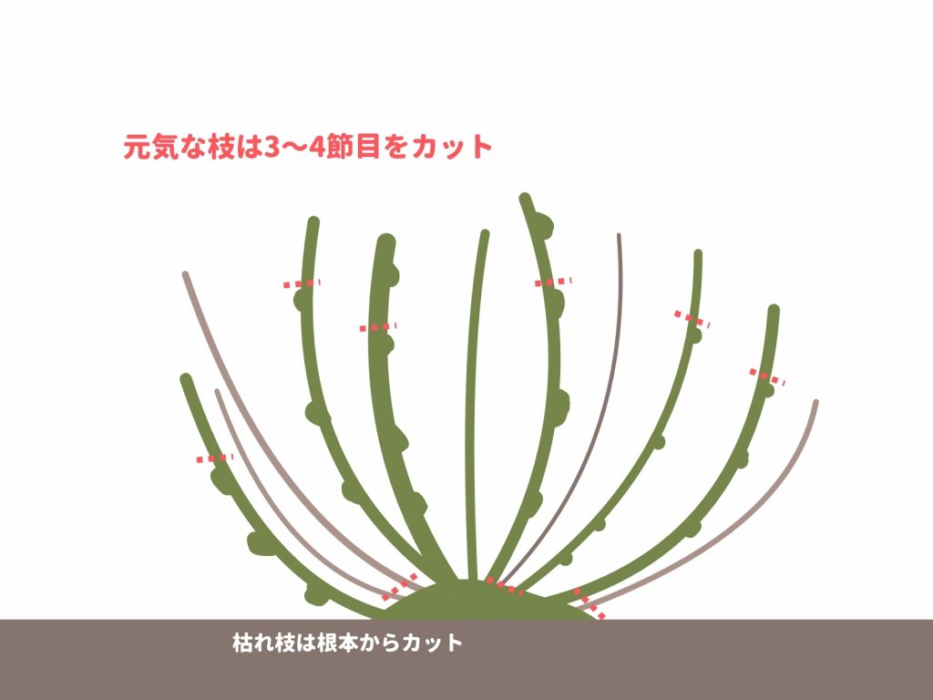 紫陽花 剪定 冬