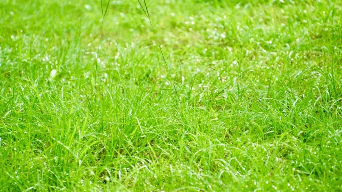 芝生の育成期は春〜秋まで！