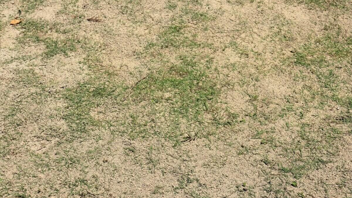 芝生のお手入れ方法②肥料のポイント