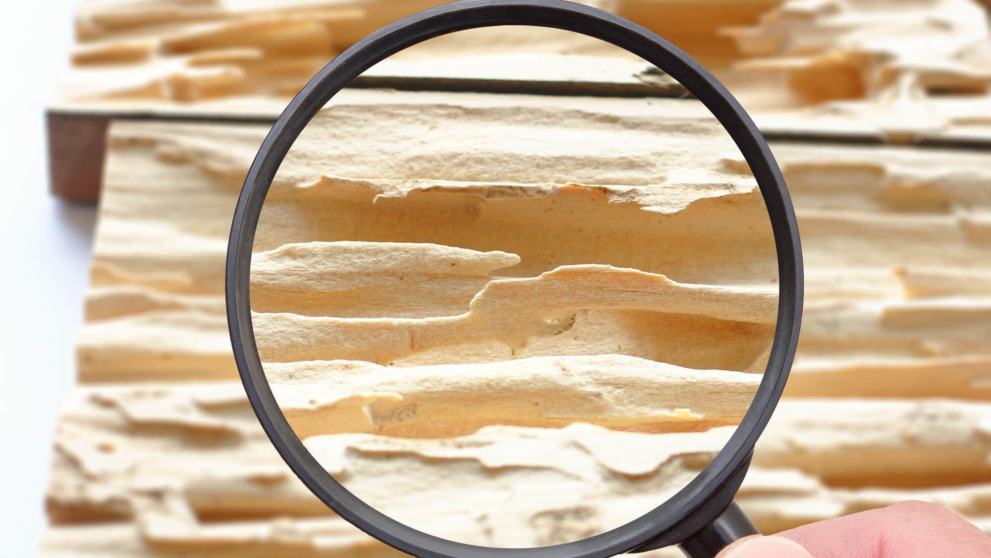 シロアリ 対策 補助金