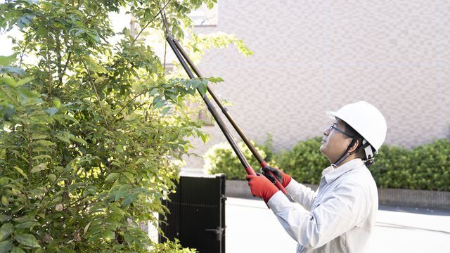 ヘルメットを被って庭木の剪定をする職人