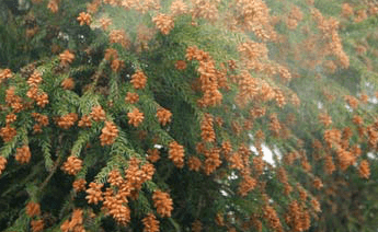 花粉の抑制|ナノイー技術とは?